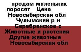 продам маленьких поросят › Цена ­ 2 500 - Новосибирская обл., Чулымский р-н, Серебрянское с. Животные и растения » Другие животные   . Новосибирская обл.